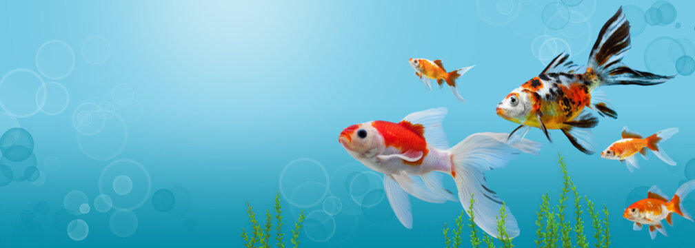 Banner de Peces